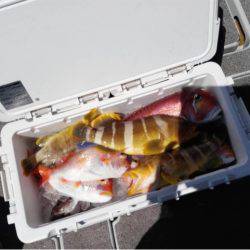 第二大福丸 釣果