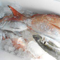 こうゆう丸 釣果