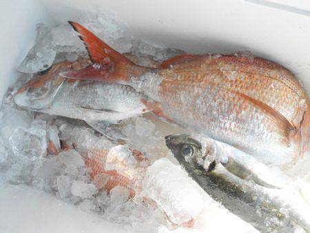 こうゆう丸 釣果