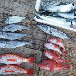 小海途 釣果