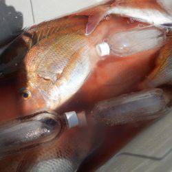 こうゆう丸 釣果