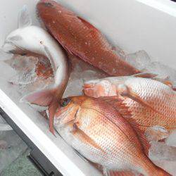 こうゆう丸 釣果