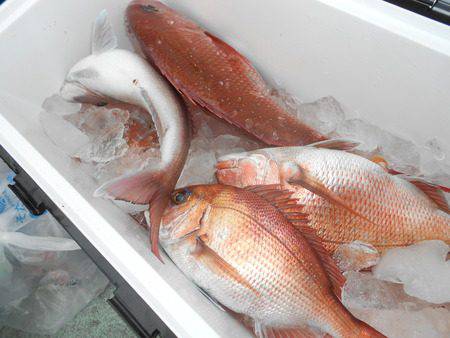 こうゆう丸 釣果