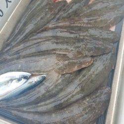 Magic(マジック) 釣果