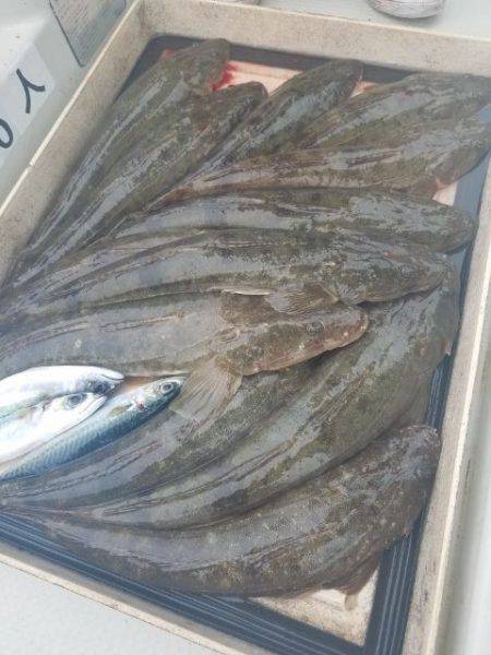 Magic(マジック) 釣果