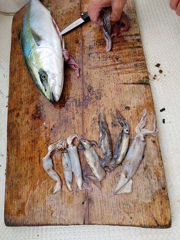 遊漁船　ニライカナイ 釣果