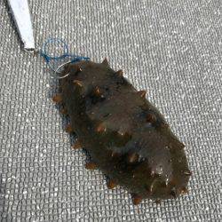 へいみつ丸 釣果