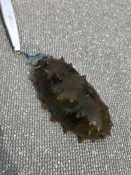 へいみつ丸 釣果