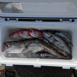 へいみつ丸 釣果