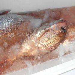 こうゆう丸 釣果