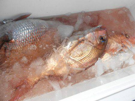 こうゆう丸 釣果