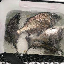 由良渡船 釣果