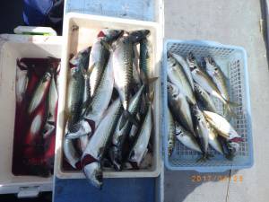石川丸 釣果