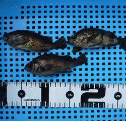 平磯海づり公園 釣果