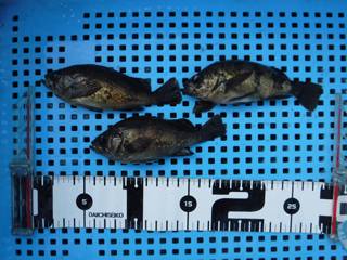 平磯海づり公園　釣果