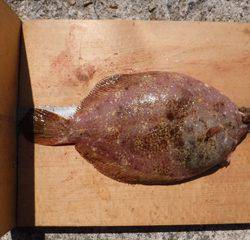 平磯海づり公園　釣果