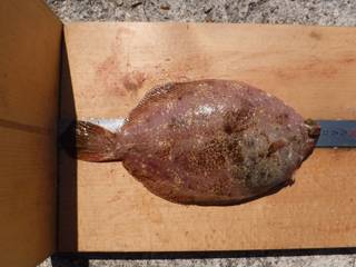 平磯海づり公園　釣果