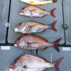 さんさん丸 釣果