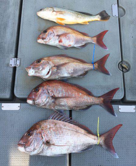 さんさん丸 釣果