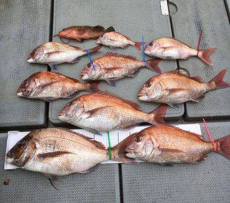 さんさん丸 釣果