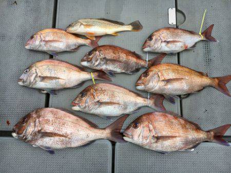 さんさん丸 釣果