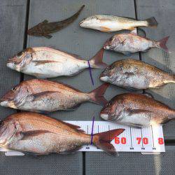 さんさん丸 釣果