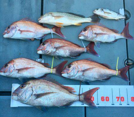 さんさん丸 釣果