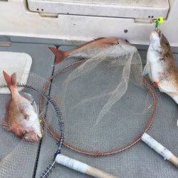 さんさん丸 釣果