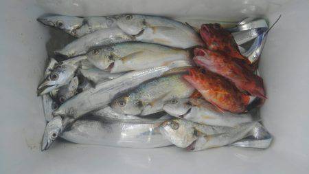 泉州丸 釣果