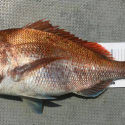 さんさん丸 釣果