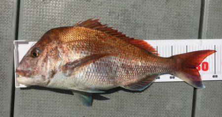 さんさん丸 釣果