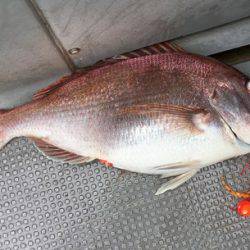 さんさん丸 釣果