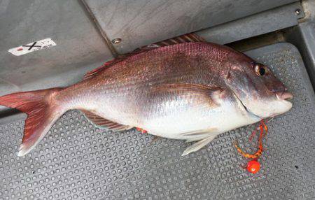 さんさん丸 釣果