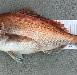 さんさん丸 釣果