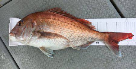 さんさん丸 釣果