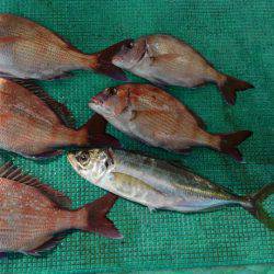 泉州丸 釣果