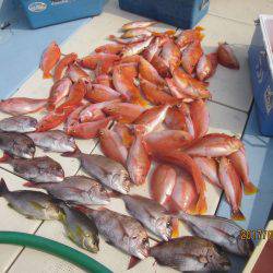 第十八吉栄丸 釣果