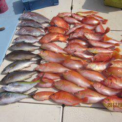 第十八吉栄丸 釣果