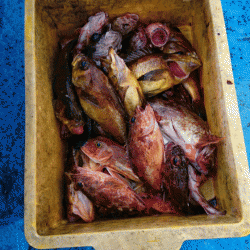 龍神丸(福井) 釣果