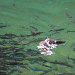 小菅トラウトガーデン 釣果