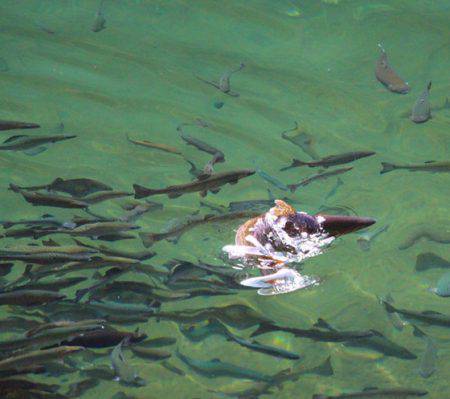 小菅トラウトガーデン 釣果