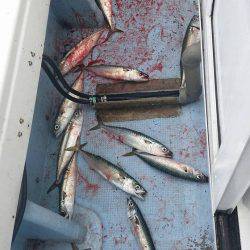 第五慶門丸 釣果