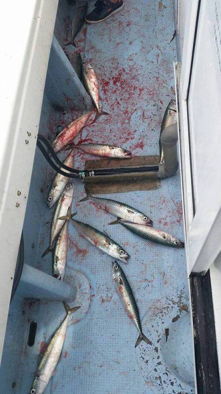 第五慶門丸 釣果