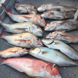 幸風（さちかぜ） 釣果