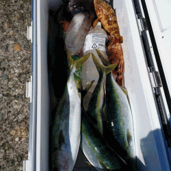 龍神丸(福井) 釣果