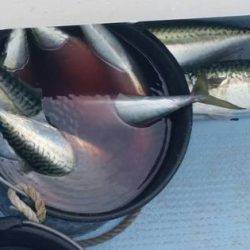 第五慶門丸 釣果