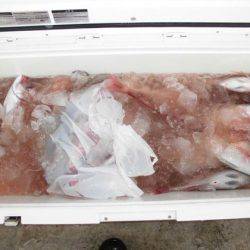 大進丸(新潟) 釣果