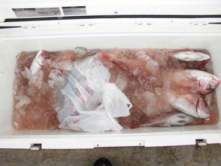 大進丸（新潟） 釣果