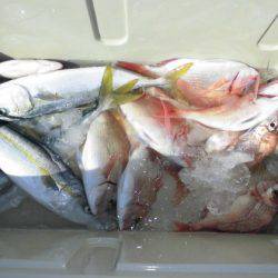 大進丸(新潟) 釣果