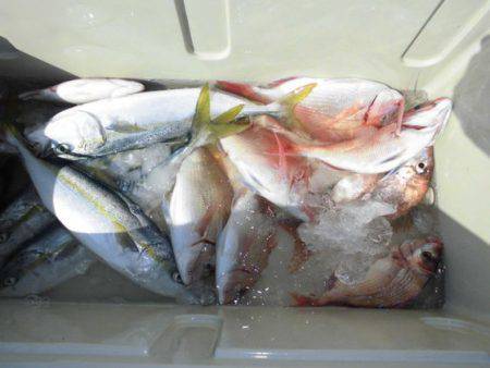 大進丸（新潟） 釣果